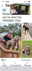 Lost Female Dog last seen Jax fl 32218 Dinsmore Boat Ramp, Jacksonville, FL 32219