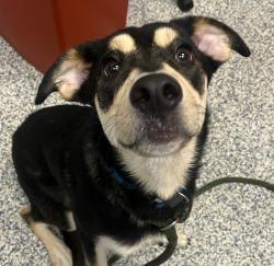 Shelter Stray Male Dog last seen Walking on side of street in Lakewood, Lakewood, CO, 80226, 580 McIntyre St, Golden, CO 80401, USA