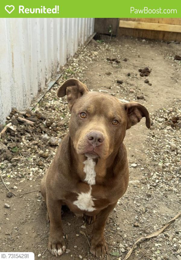 Reunited Male Dog last seen SW 33rd St, Oklahoma City, OK, USA, Oklahoma City, OK 73108