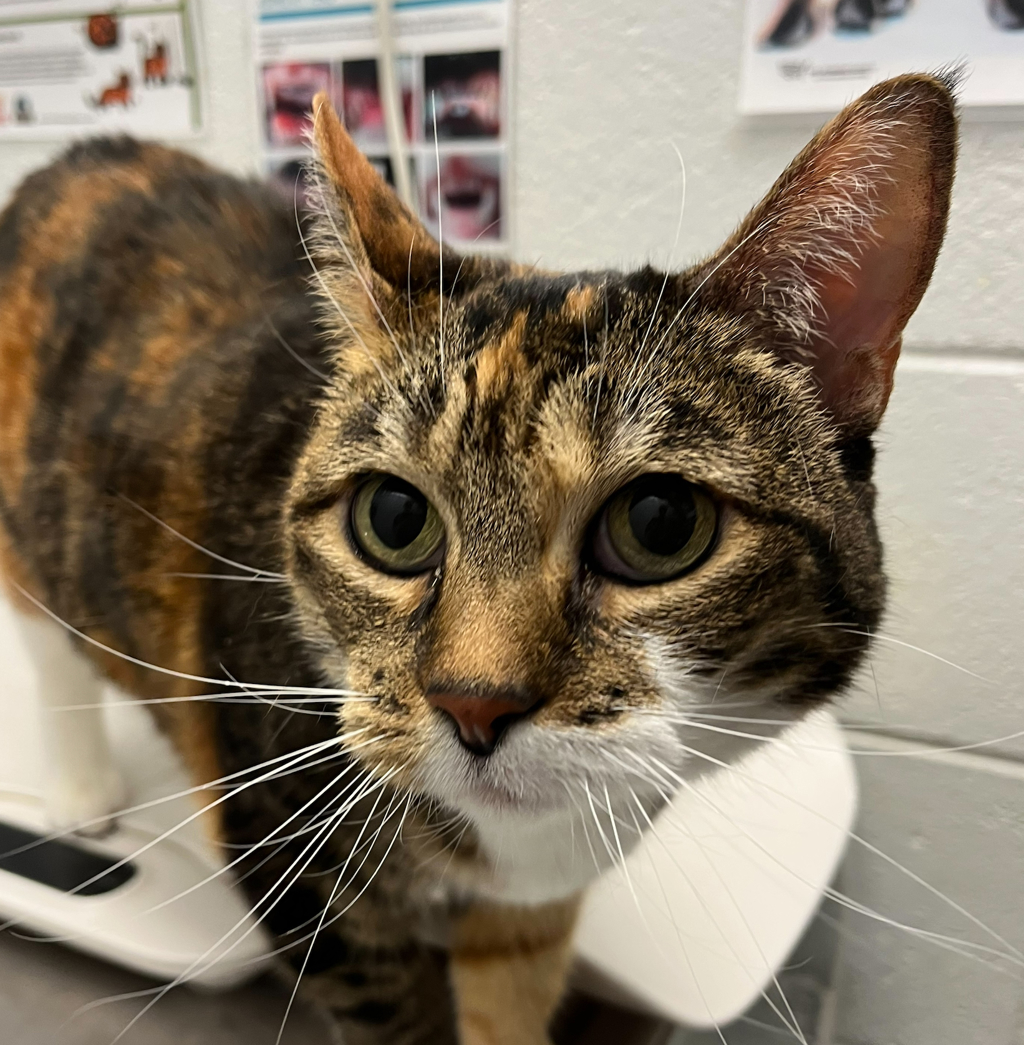 Shelter Stray Female Cat last seen Pierce St/W 20th Ave, Lakewood, CO, 80214, 580 McIntyre St, Golden, CO 80401, USA