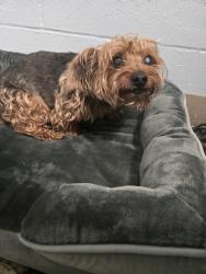 Shelter Stray Male Dog last seen Magie Street, BROOKLYN PARK, MD, 21225, 411 Maxwell Frye Rd, Millersville, MD 21108, USA