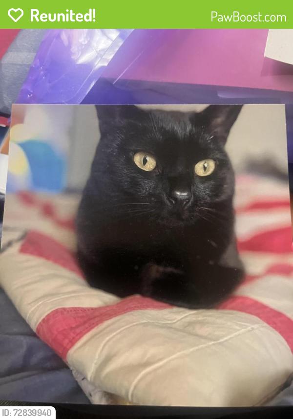 Reunited Male Cat last seen Near Shazam art compound, Greenbrae, CA 94904
