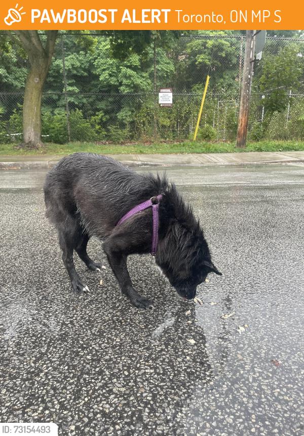 Found/Stray Female Dog last seen Humberside Collegiate Institute, Toronto, ON M6P 2S3