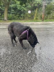 Found/Stray Female Dog last seen Humberside Collegiate Institute, Toronto, ON M6P 2S3