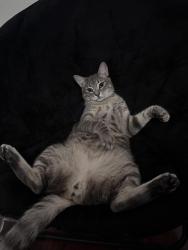 Lost Male Cat last seen Near editions light Tr, Cypress, TX 77429