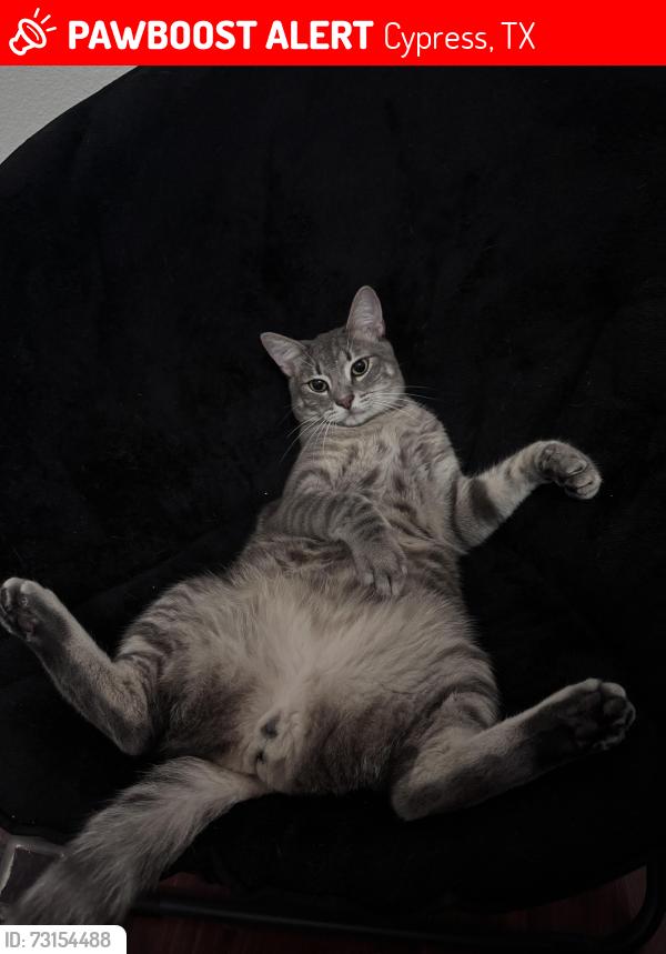 Lost Male Cat last seen Near editions light Tr, Cypress, TX 77429