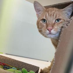 Shelter Stray Male Cat last seen Near SE 8th Street, DES MOINES, IA, 50315, Des Moines, IA 50313