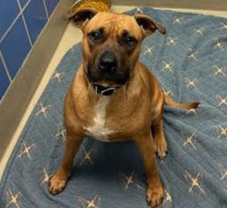 Shelter Stray Female Dog last seen Near John N Garner Circle, AUSTIN, TX, 78753, 7201 Levander Loop bldg a, Austin, TX 78702, USA