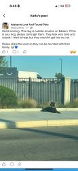 Found/Stray Unknown Dog last seen Amazon, Victorville, CA 92395