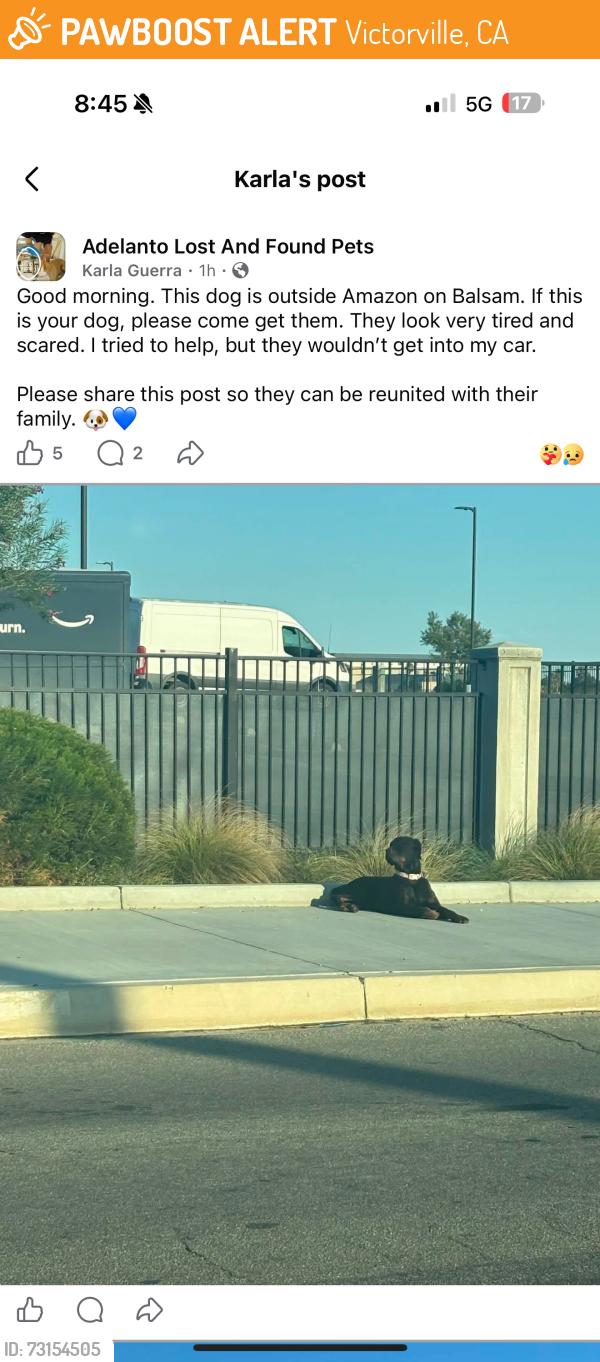 Found/Stray Unknown Dog last seen Amazon, Victorville, CA 92395