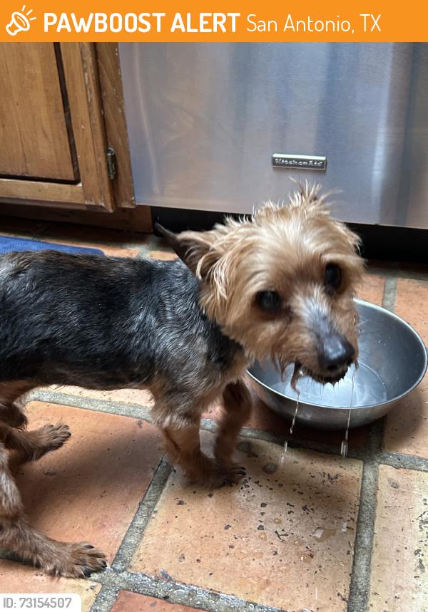Found/Stray Male Dog last seen Shallow brook st, San Antonio, TX 78247