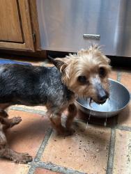 Found/Stray Male Dog last seen Shallow brook st, San Antonio, TX 78247