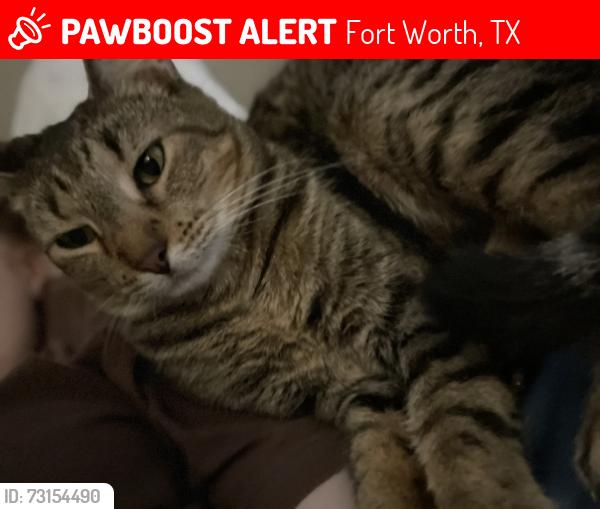 Lost Male Cat last seen Overton Ridge, Rosa’s Cafe, Hulen Mall, Fort Worth, TX 76132