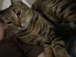 Lost Male Cat last seen Overton Ridge, Rosa’s Cafe, Hulen Mall, Fort Worth, TX 76132