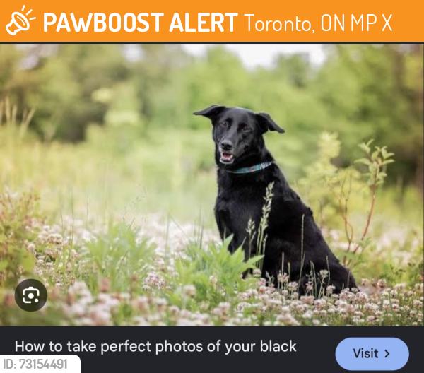 Found/Stray Unknown Dog last seen Clendenan Avenue & Glendonwynne Rd, Toronto, ON M6P 2X3