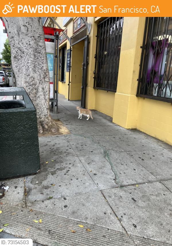 Found/Stray Unknown Cat last seen hse of Color on Bryant, San Francisco, CA 94110