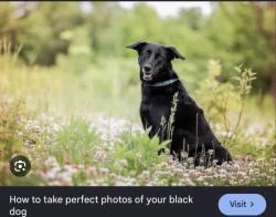 Found/Stray Unknown Dog last seen Clendenan Avenue & Glendonwynne Rd, Toronto, ON M6P 2X3