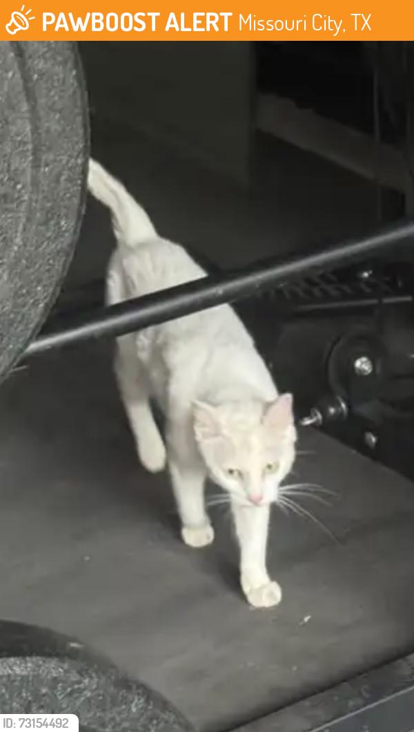 Found/Stray Unknown Cat last seen Paluxy, Missouri City, TX 77459