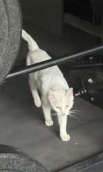 Found/Stray Unknown Cat last seen Paluxy, Missouri City, TX 77459