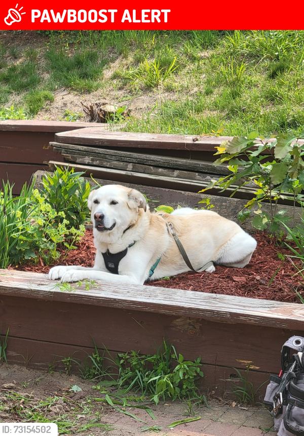Lost Female Dog last seen STAEHLI PARK ROAD, Florence Township, MN 55041