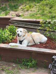 Lost Female Dog last seen STAEHLI PARK ROAD, Florence Township, MN 55041