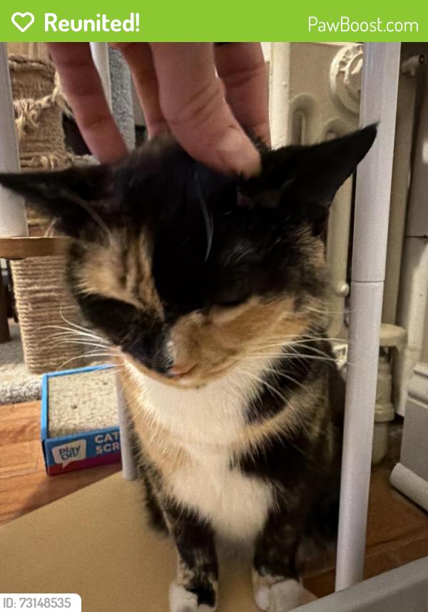Reunited Female Cat last seen Mifflin & 18th, Philadelphia, PA 19145