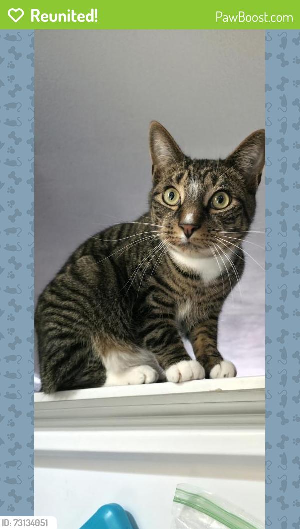 Reunited Male Cat last seen Crystal lake, Manchester, NH 03109