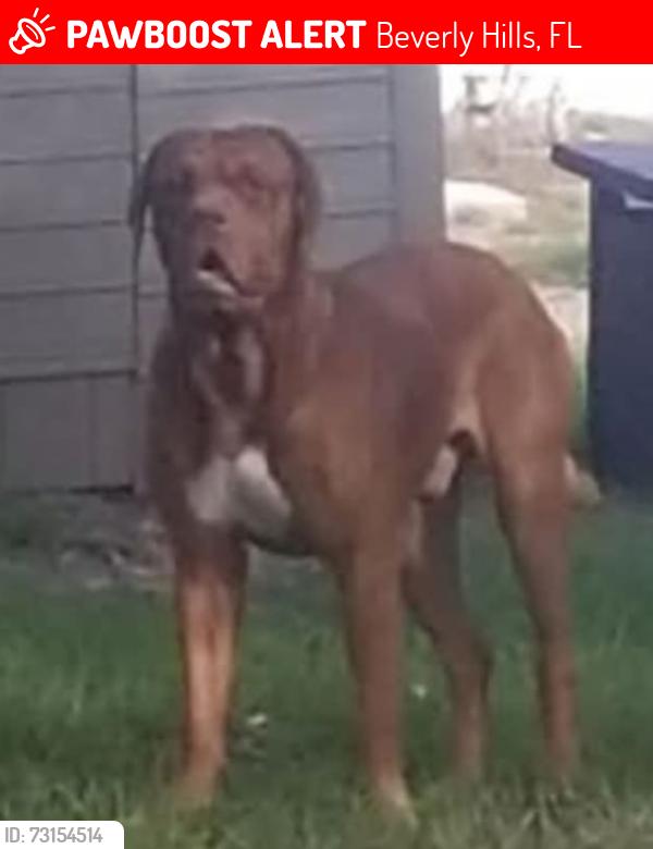 Lost Male Dog last seen Beverly hills blvd, Beverly Hills, FL 34465