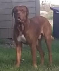 Lost Male Dog last seen Beverly hills blvd, Beverly Hills, FL 34465