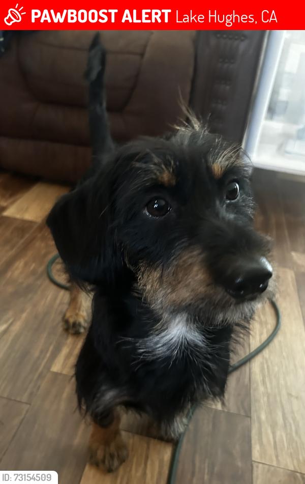Lost Male Dog last seen Trail K and Elizabeth lake road, Lake Hughes, CA 93532