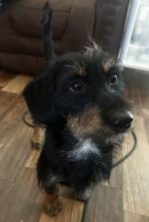 Lost Male Dog last seen Trail K and Elizabeth lake road, Lake Hughes, CA 93532