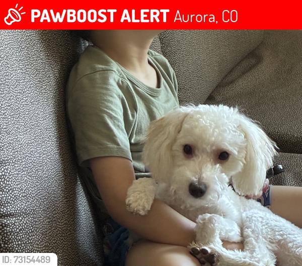 Lost Female Dog last seen Near N Helena St, Aurora, CO 80011