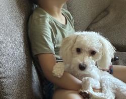 Lost Female Dog last seen Near N Helena St, Aurora, CO 80011