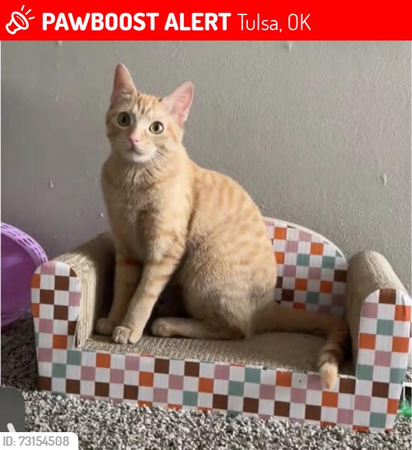 Lost Female Cat last seen 38th and Riverside, Tulsa, OK 74105