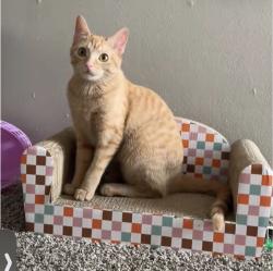 Lost Female Cat last seen 38th and Riverside, Tulsa, OK 74105