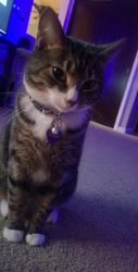 Lost Female Cat last seen Meade st and rock rd, Appleton, WI 54913