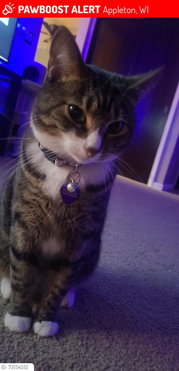 Lost Female Cat last seen Meade st and rock rd, Appleton, WI 54913