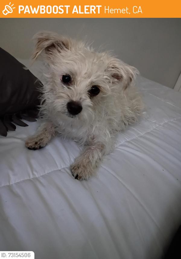 Found/Stray Female Dog last seen Johnston / San Jacinto, Hemet, CA 92543