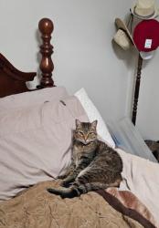 Lost Male Cat last seen Near Clarkston Drive, Augusta, GA 30909