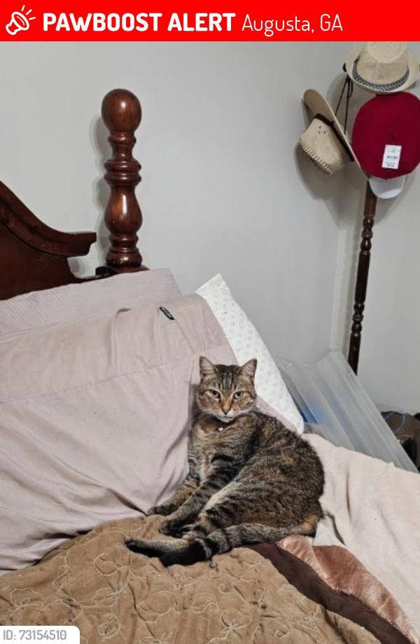 Lost Male Cat last seen Near Clarkston Drive, Augusta, GA 30909