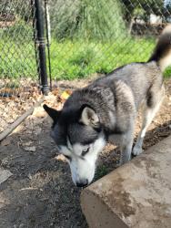 Found/Stray Female Dog last seen Mast park santee, Santee, CA 92071