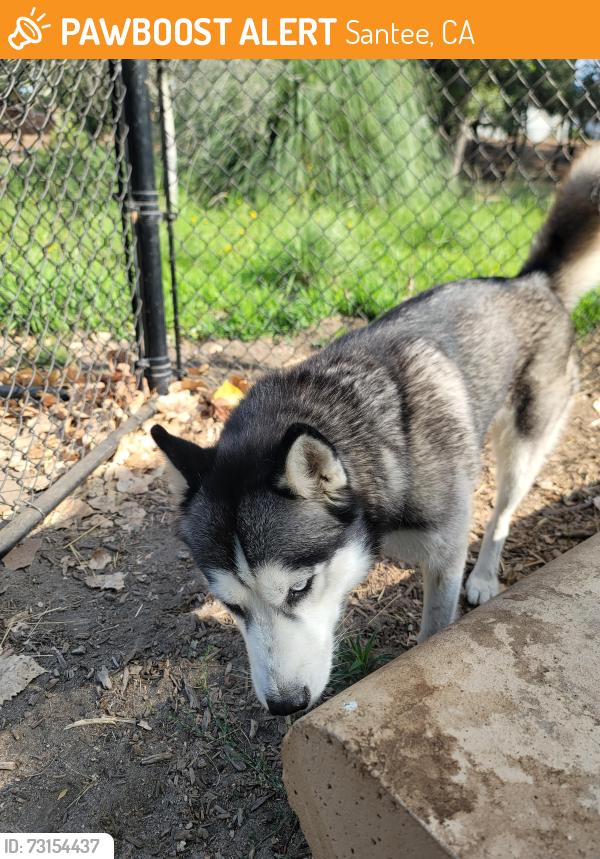 Found/Stray Female Dog last seen Mast park santee, Santee, CA 92071