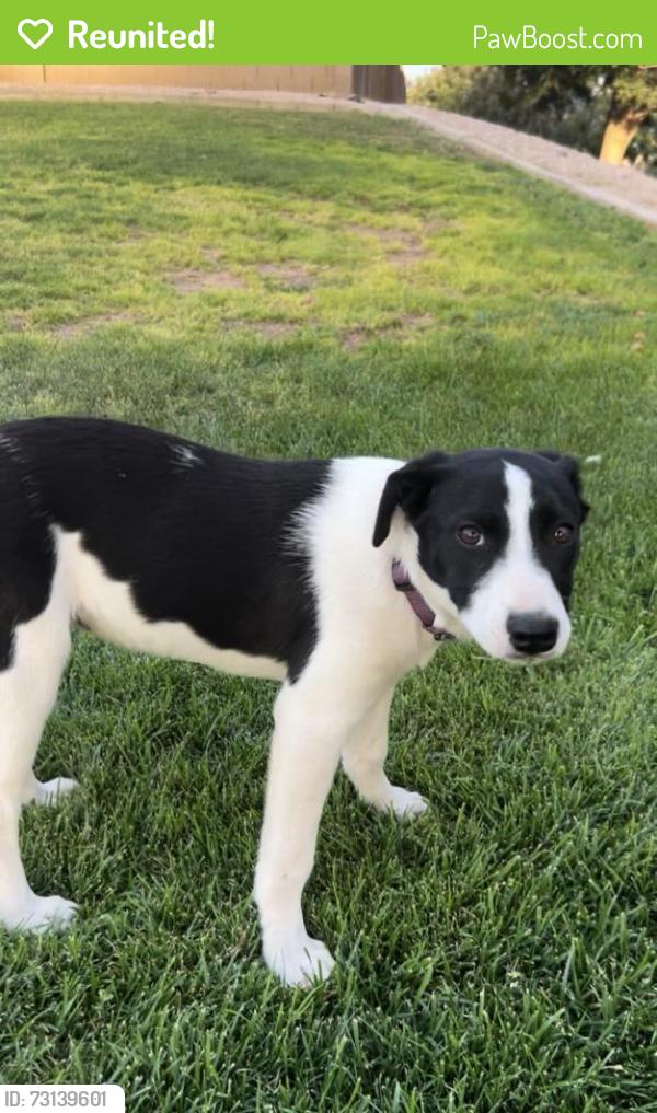 Reunited Female Dog last seen E Broadway RD & S Signal Butte RD, Mesa, AZ 85208