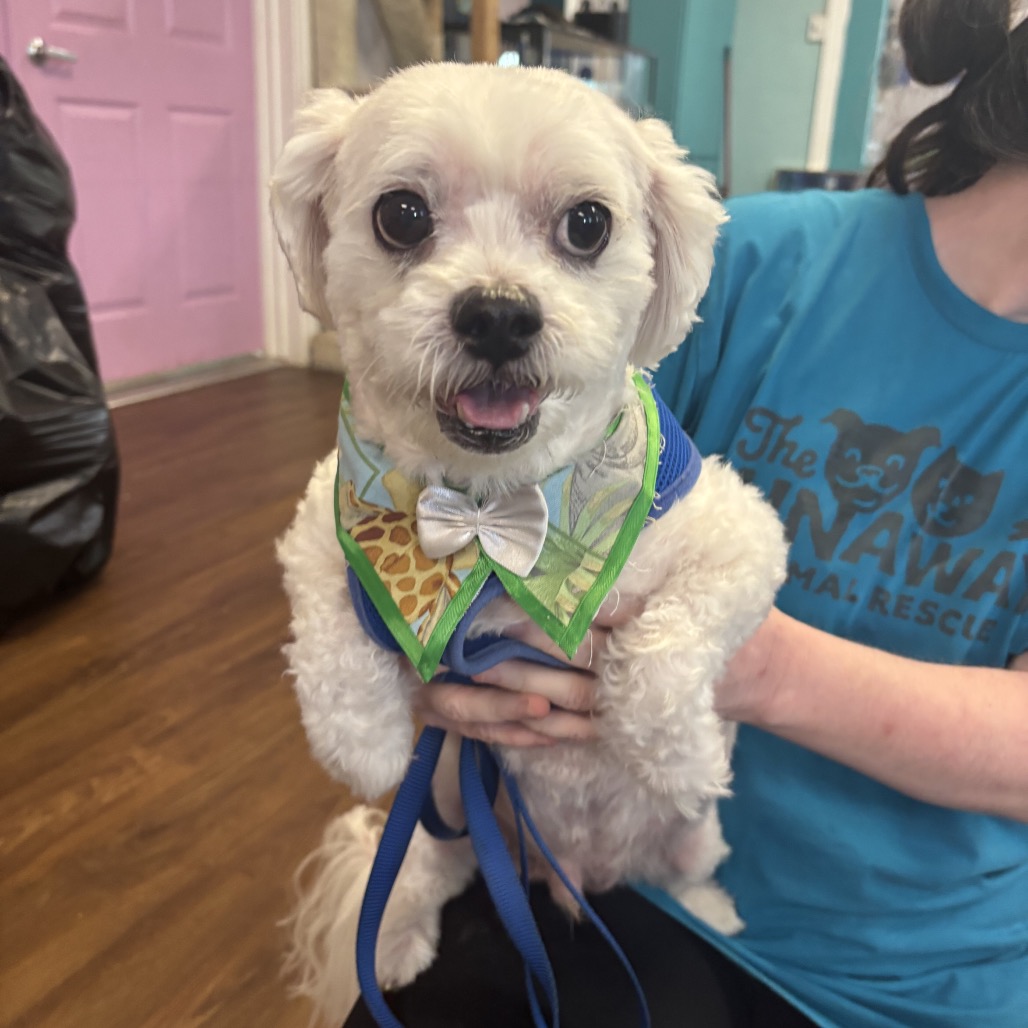 Shelter Stray Male Dog last seen , 8020 Washington St, Port Richey, FL 34668, USA