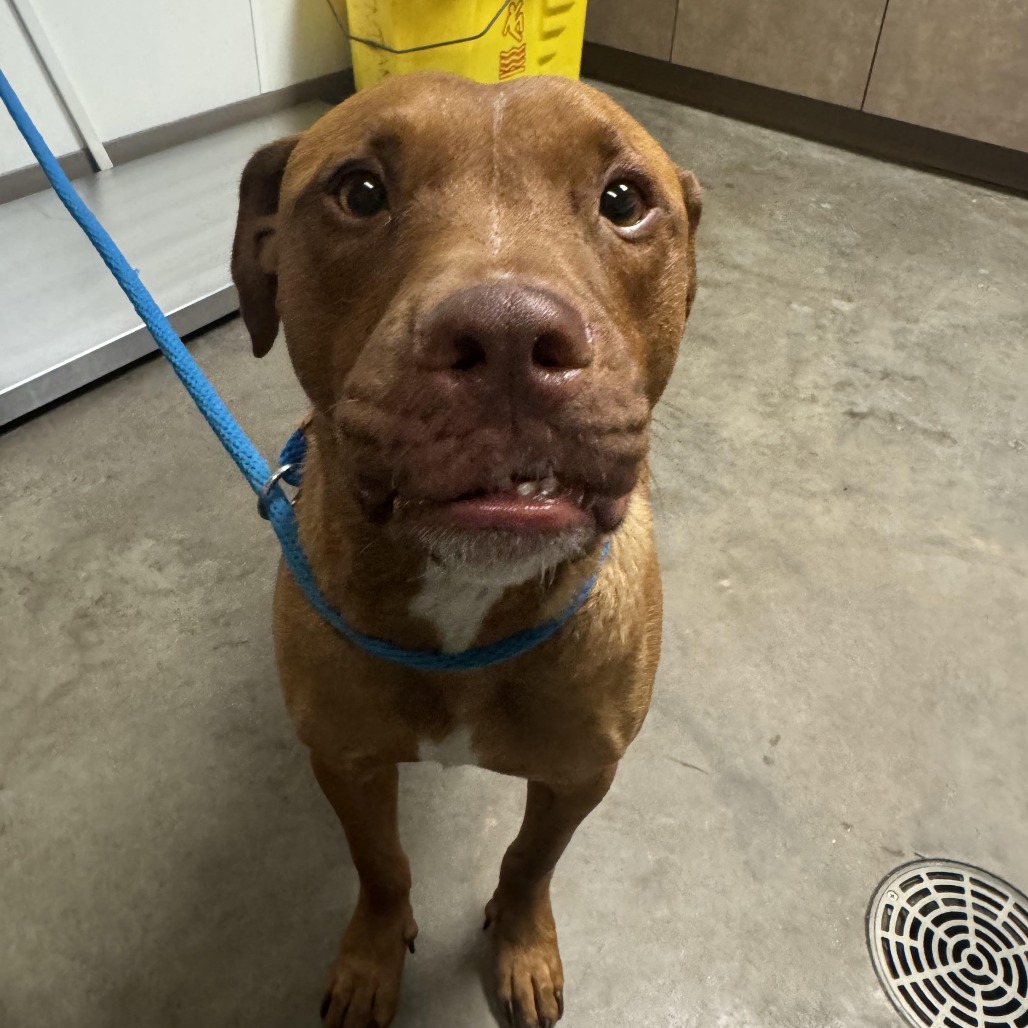 Shelter Stray Male Dog last seen , 3173 K-68 Hwy, Ottawa, KS 66067, USA