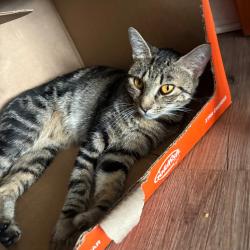 Shelter Stray Female Cat last seen , Animal Care & Control Team of Philly, 111 W Hunting Park Ave, Philadelphia, PA 19140, USA