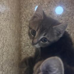 Shelter Stray Male Cat last seen , Animal Care & Control Team of Philly, 111 W Hunting Park Ave, Philadelphia, PA 19140, USA