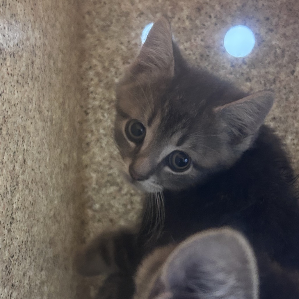 Shelter Stray Male Cat last seen , Animal Care & Control Team of Philly, 111 W Hunting Park Ave, Philadelphia, PA 19140, USA