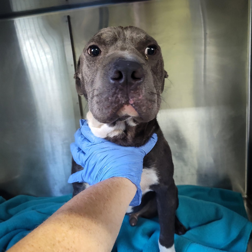 Shelter Stray Male Dog last seen , 1392 NW Shelter Gln, Lake City, FL 32055, USA