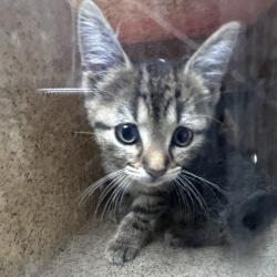 Shelter Stray Female Cat last seen , Animal Care & Control Team of Philly, 111 W Hunting Park Ave, Philadelphia, PA 19140, USA